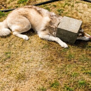 Skya's Hour of Crisis: How Firefighters Rescued a Trapped Husky