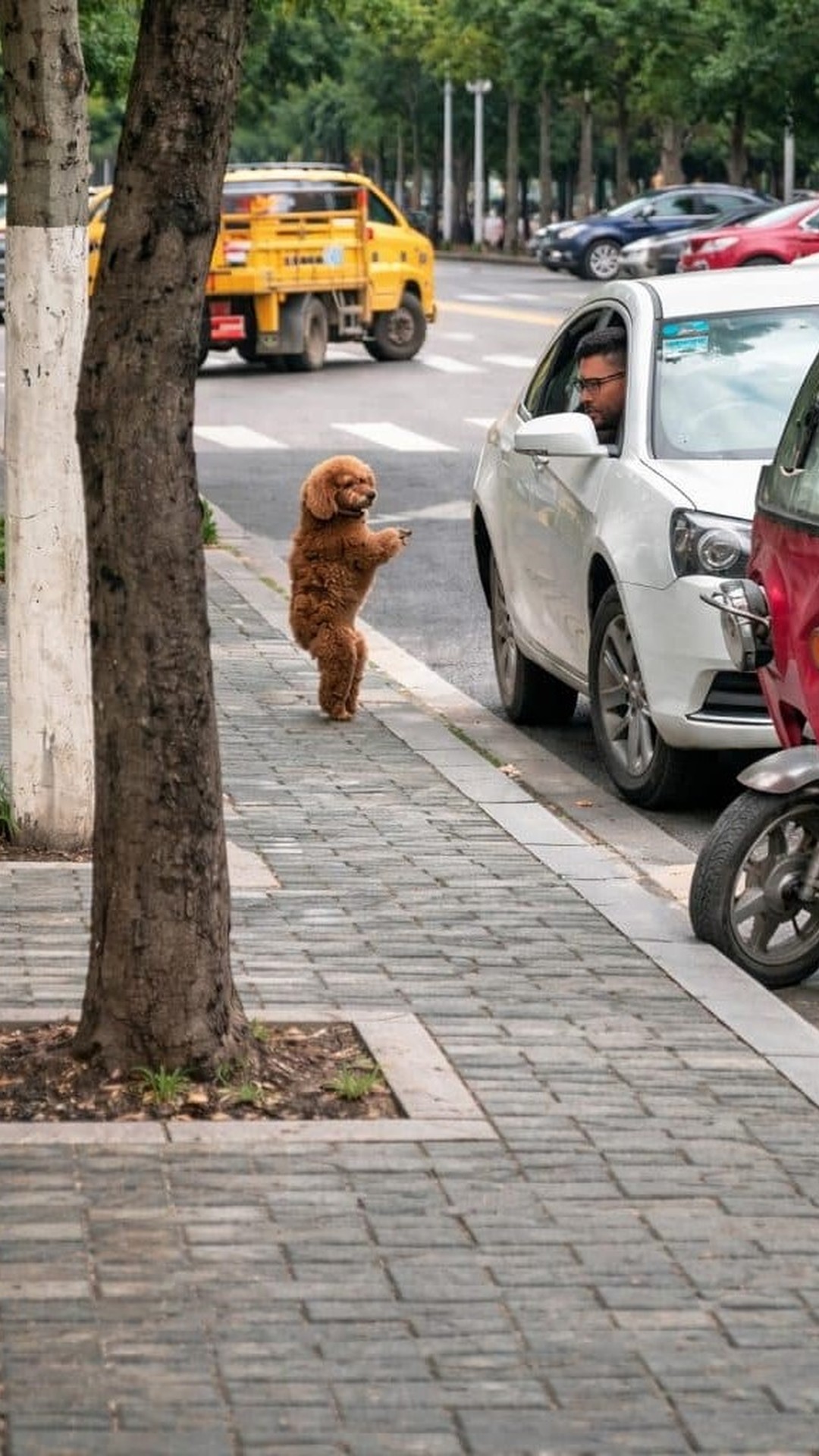 Happy Transitions from Lonely Streets to a Loving Home in Weeks