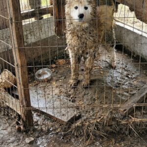 Shinju's First Taste of Freedom After Three Years in a Cage