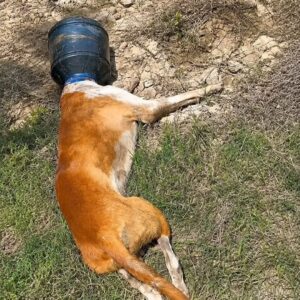Two Men Save a Dog Trapped in Plastic With Gentle Patience
