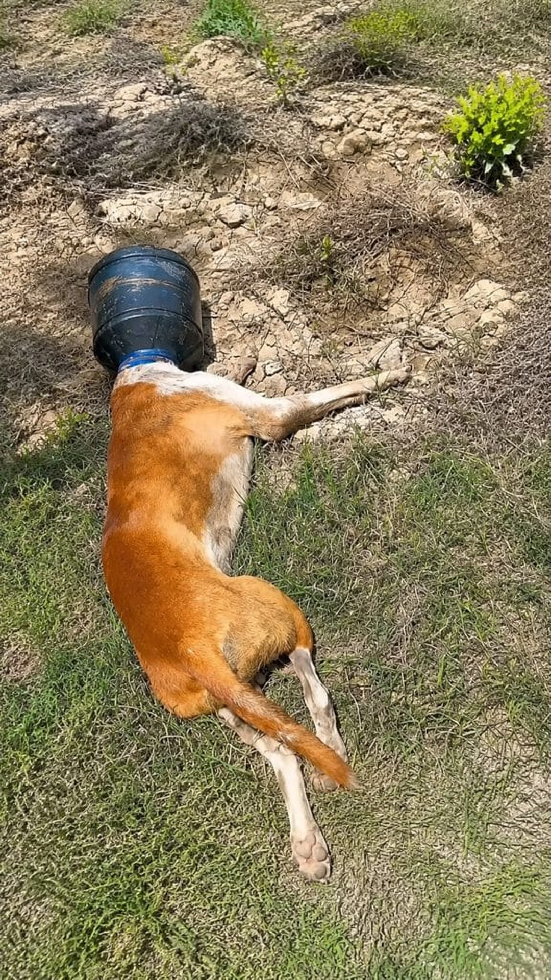 Two Men Save a Dog Trapped in Plastic With Gentle Patience