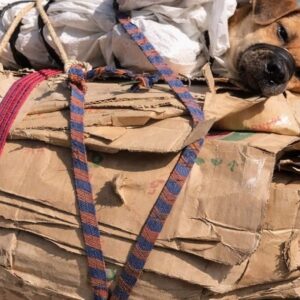 A Dog's Rescue Highlights the Urgent Need for Compassion and Persistence