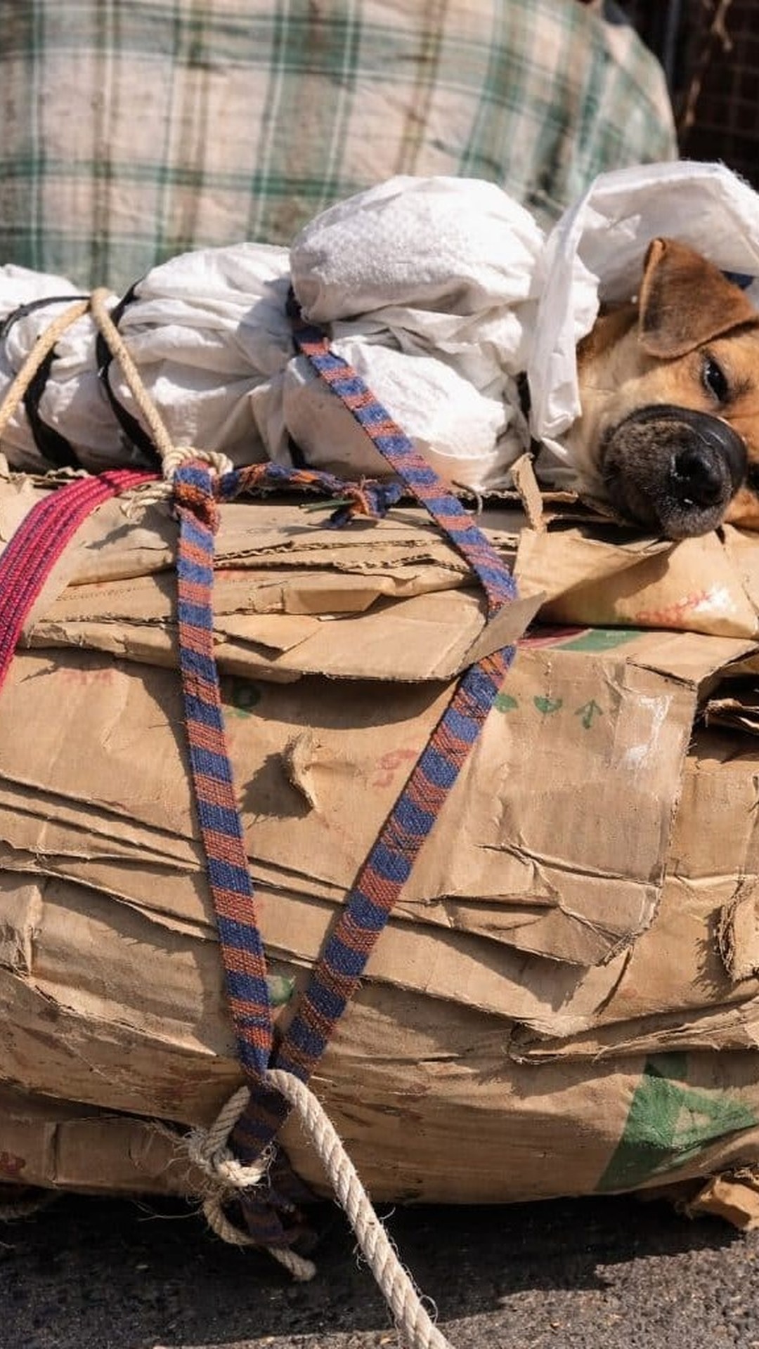 A Dog's Rescue Highlights the Urgent Need for Compassion and Persistence