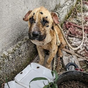 Rescue of Benjamin: From a Tethered Life to a Loving Home
