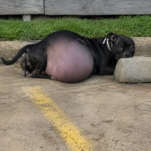 Rescue Team Removes Nearly 25 Pounds of Fluid from Abandoned Dog