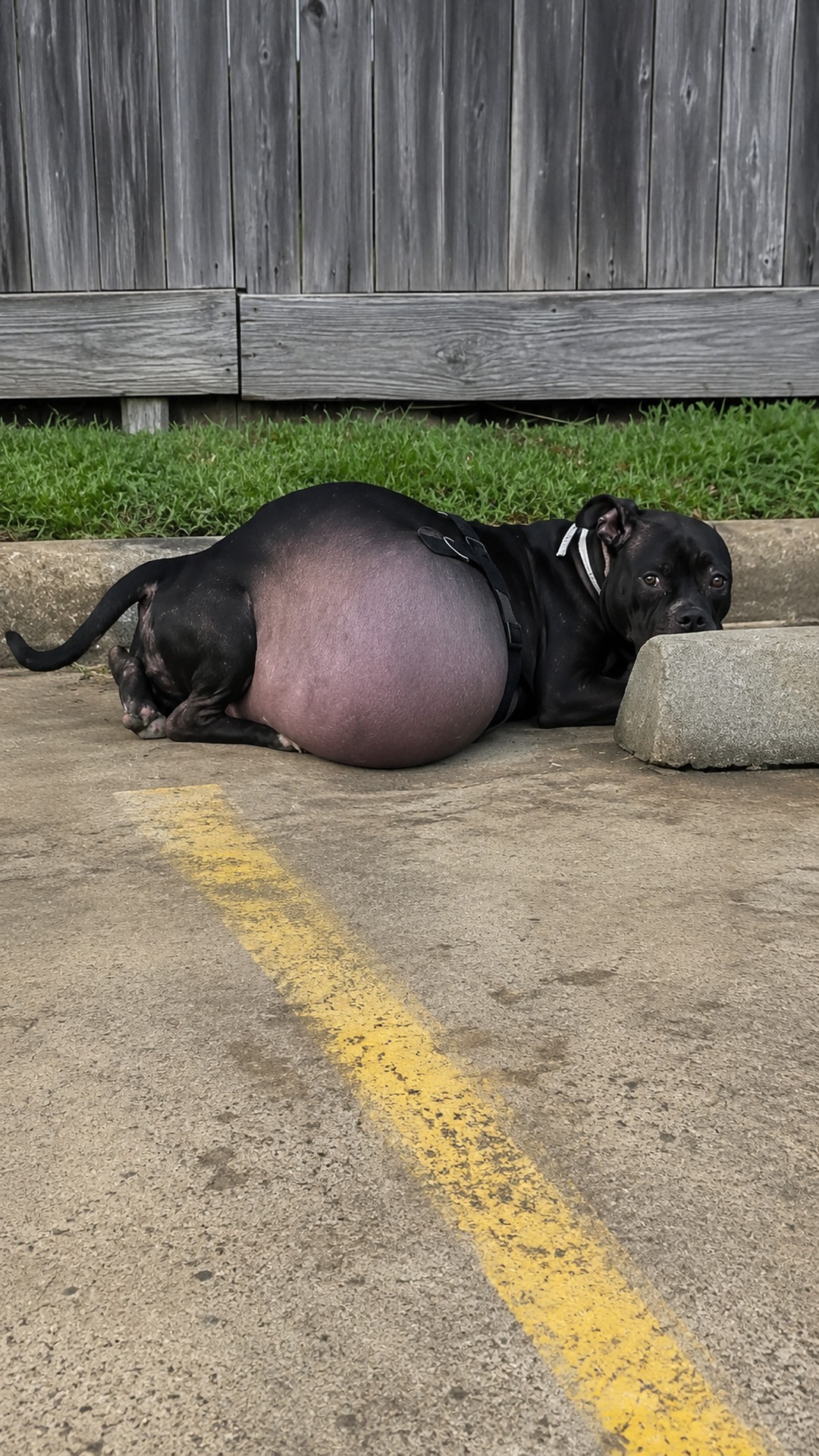 Rescue Team Removes Nearly 25 Pounds of Fluid from Abandoned Dog