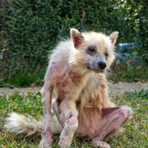 Rescue Team Finds a Faint Breath Amid Weeds, Leading to a Miraculous Recovery