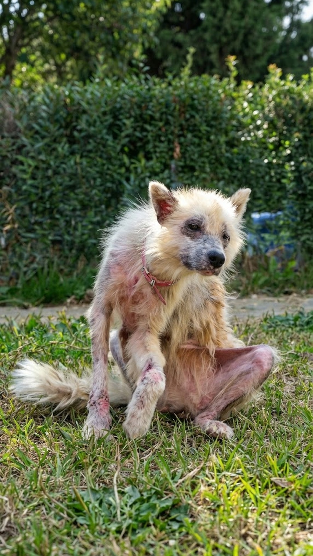 Rescue Team Finds a Faint Breath Amid Weeds, Leading to a Miraculous Recovery