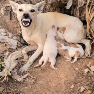 Rescue Team Discovers Suxi Struggling with Severe Abdominal Hernia