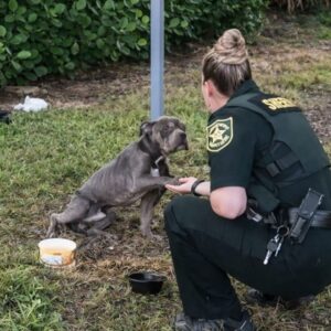 Liam the Bulldog Reaches Out with Trust During Rescue