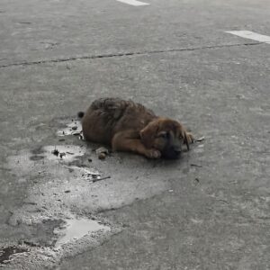 Four-Week-Old Puppy Rescued from Highway Makes Remarkable Recovery