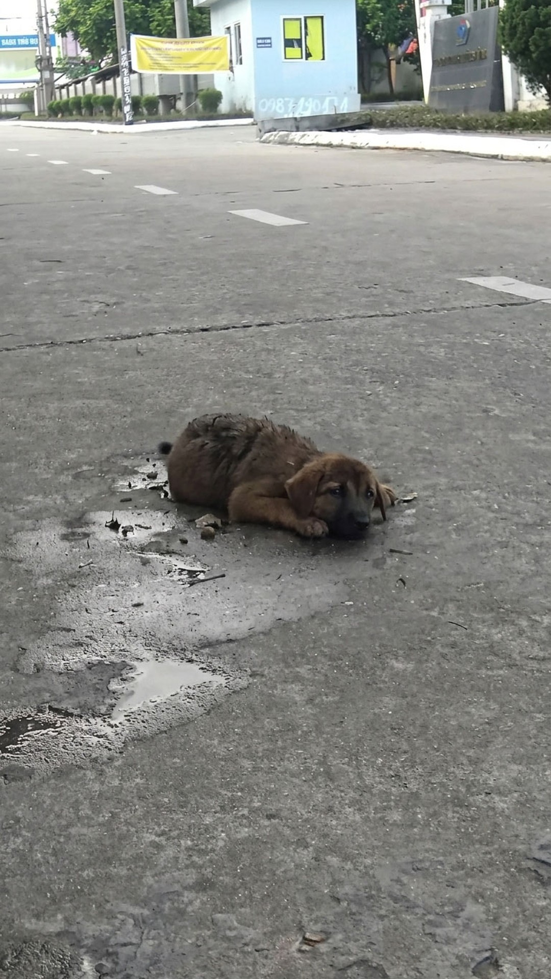 Four-Week-Old Puppy Rescued from Highway Makes Remarkable Recovery
