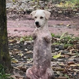 Pip the Two-Legged Dog Takes His First Confident Steps