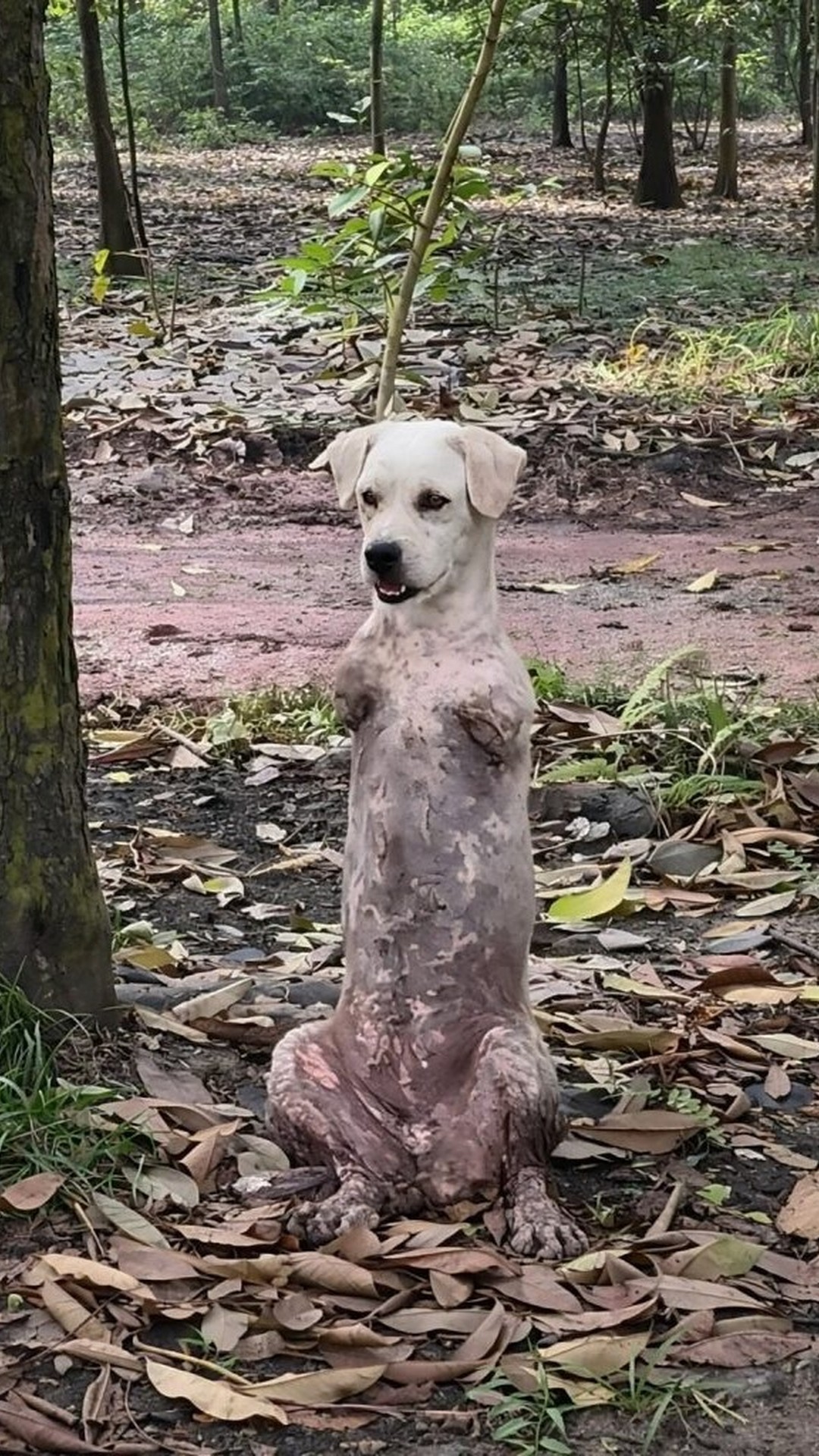 Pip the Two-Legged Dog Takes His First Confident Steps