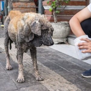 Charlie Transitions from Solitude on the Sidewalk to Comfort at a Rescue Center