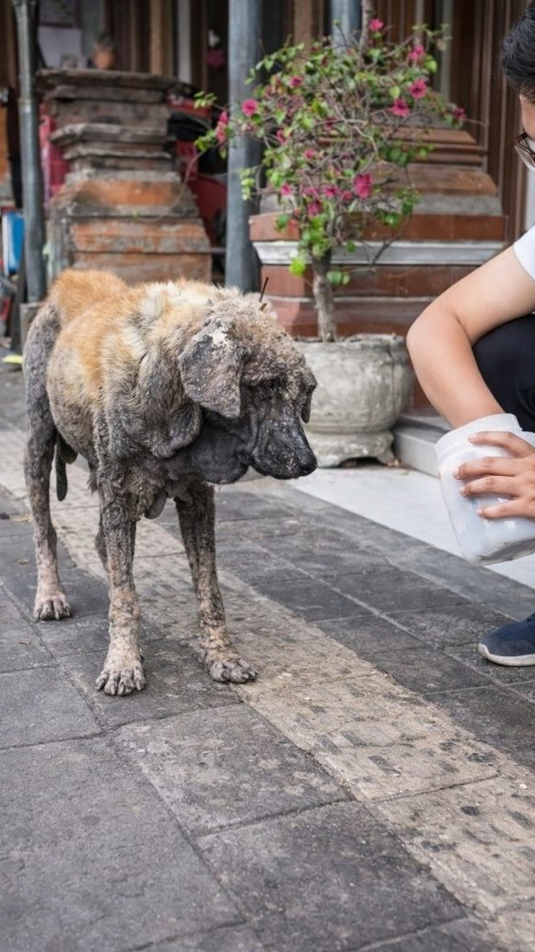 Charlie Transitions from Solitude on the Sidewalk to Comfort at a Rescue Center