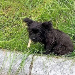 From Frightened Shadow to Beloved Companion: A 17-Day Transformation