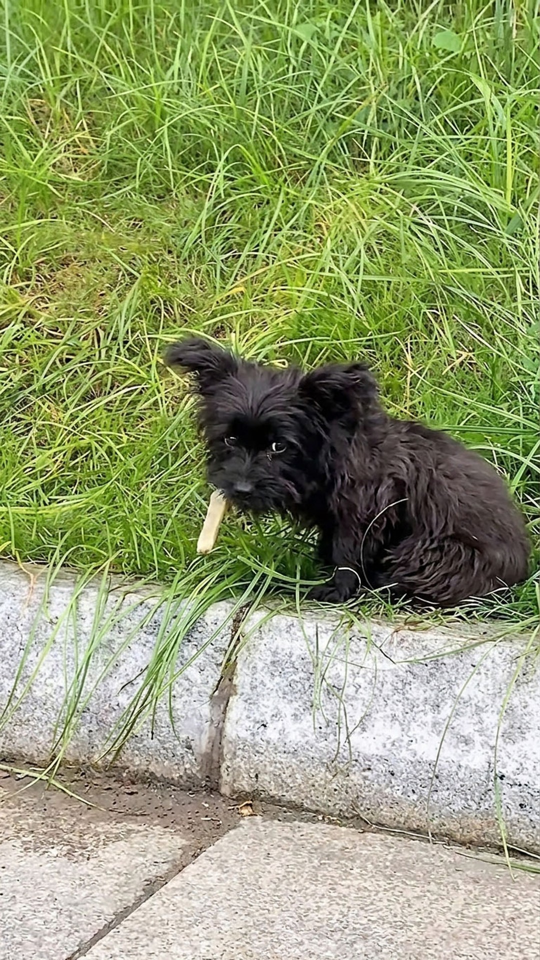 From Frightened Shadow to Beloved Companion: A 17-Day Transformation