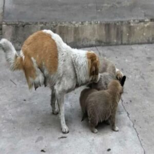 Shi Bao's Shift from Survival on the Streets to Comfort in Rescue