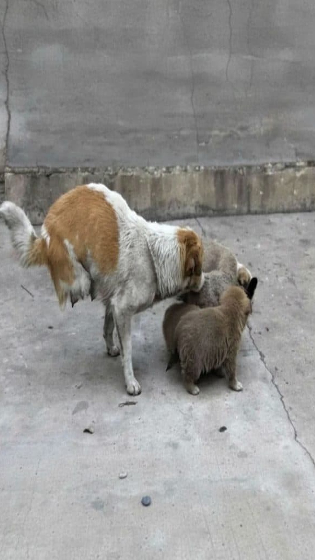 Shi Bao's Shift from Survival on the Streets to Comfort in Rescue