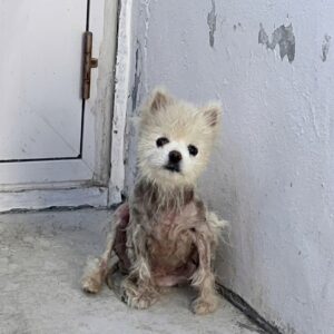 Yoro: The Puppy Who Waited a Year for Her Owner to Return