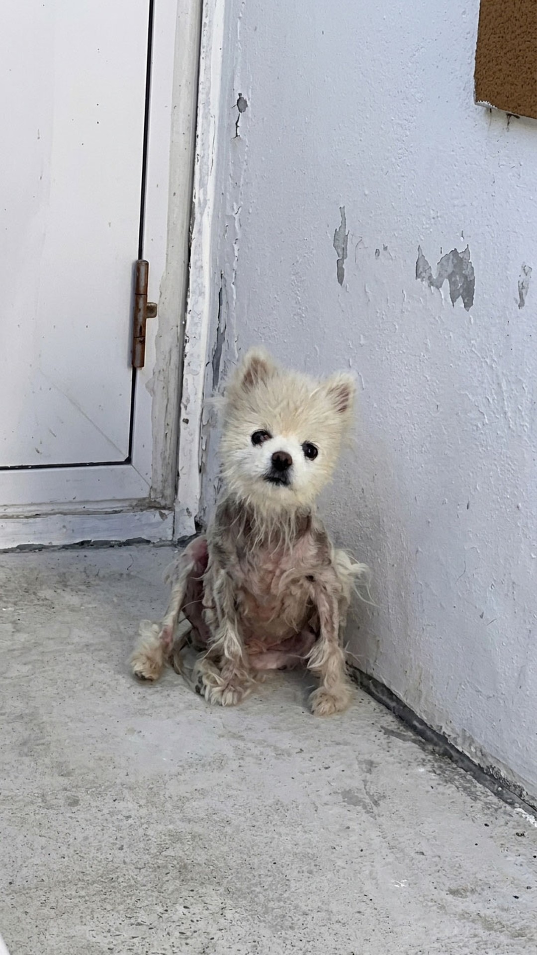 Yoro: The Puppy Who Waited a Year for Her Owner to Return