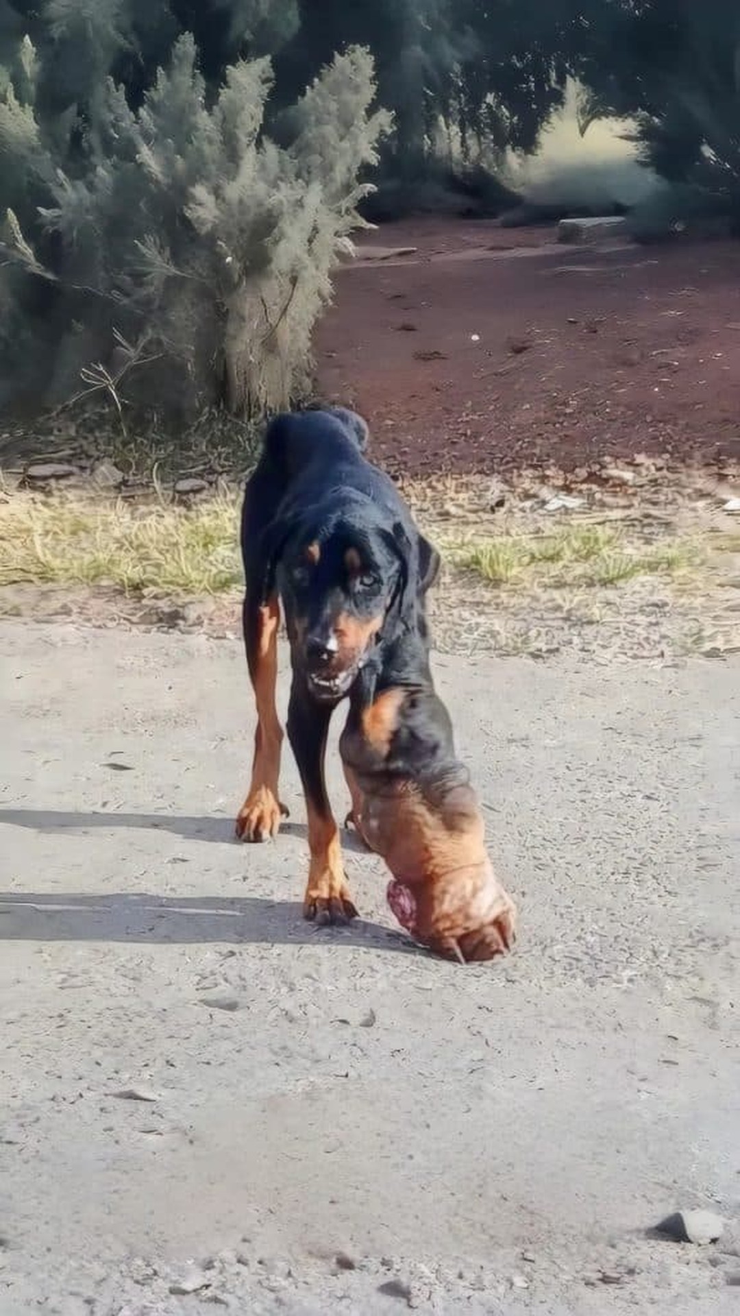 Avocado's Rescue from a Lonely Street to a Loving Home