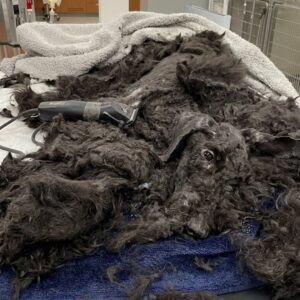 Violet the Golden Doodle: Abandoned and Rescued from the Brink of Death