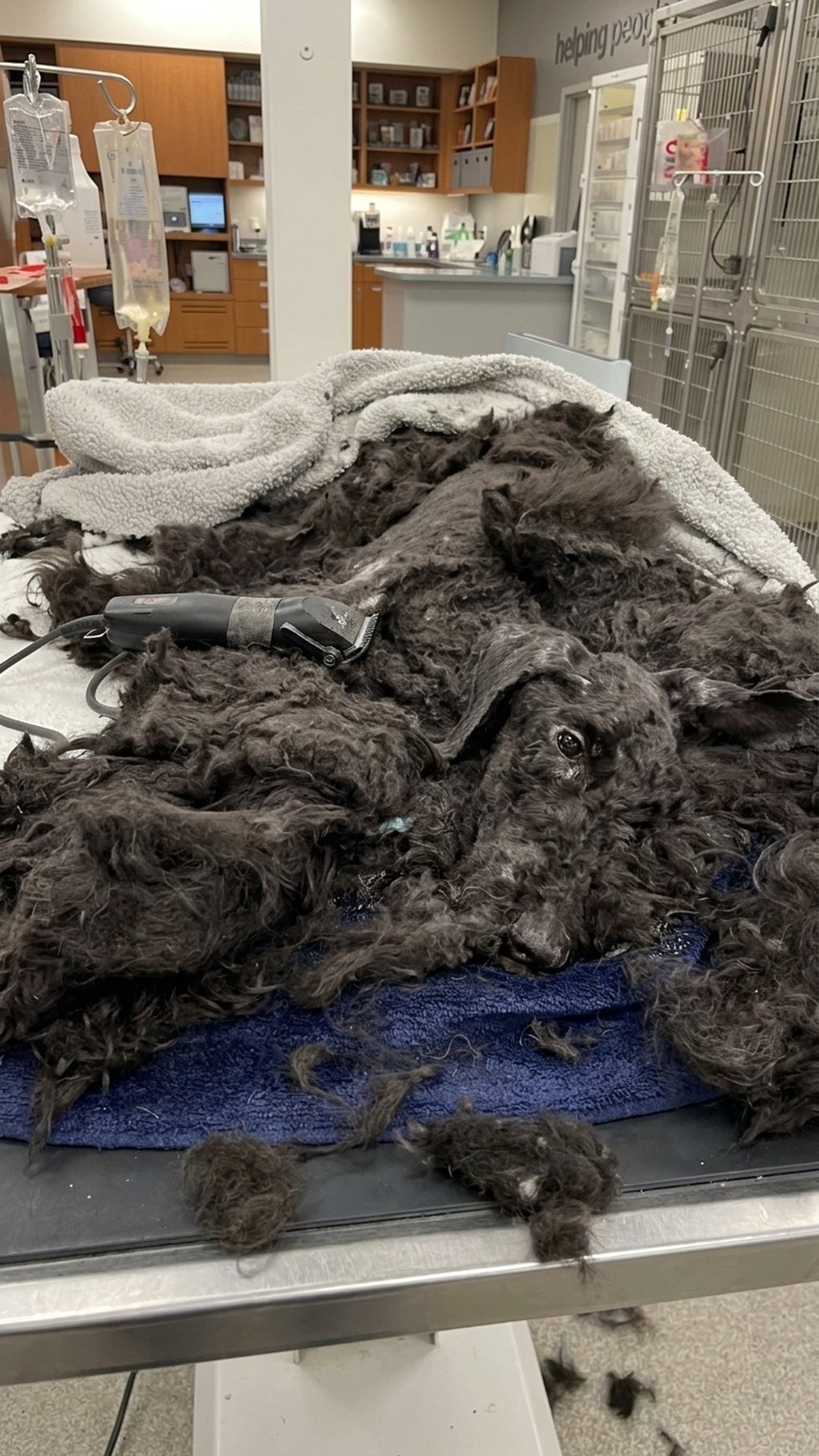 Violet the Golden Doodle: Abandoned and Rescued from the Brink of Death