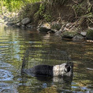 Rescue Teams Discover Two Dogs Battling for Survival Together