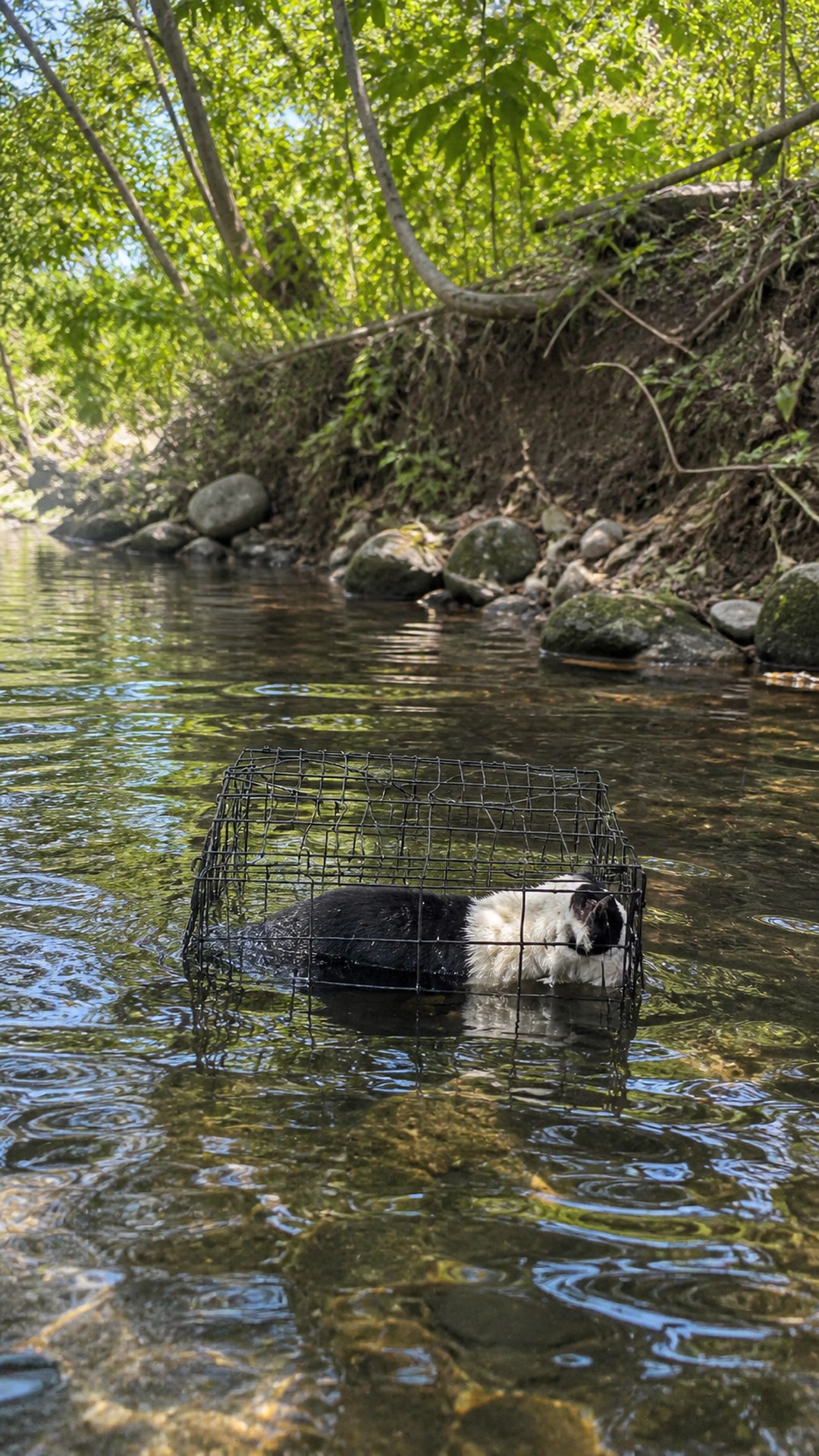 Rescue Teams Discover Two Dogs Battling for Survival Together