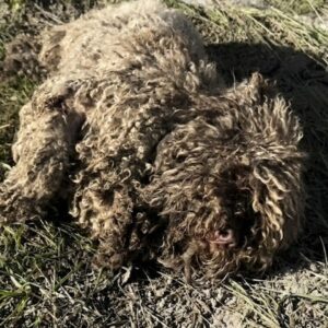 Rescuer Finds Chained Dog Hidden Under Years of Matted Fur