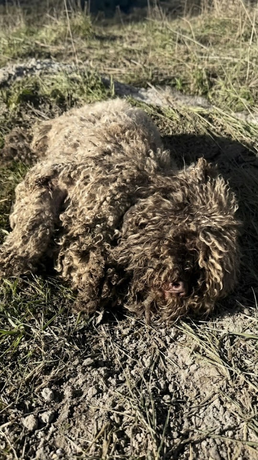 Rescuer Finds Chained Dog Hidden Under Years of Matted Fur