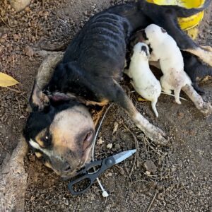Khaleesi the Dog Shows Unyielding Love for Her Newborn Puppies Despite Suffering