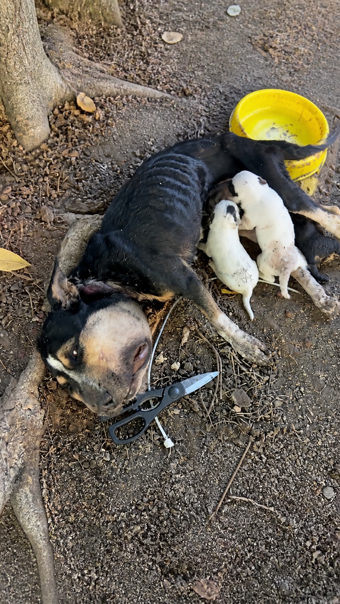 Khaleesi the Dog Shows Unyielding Love for Her Newborn Puppies Despite Suffering
