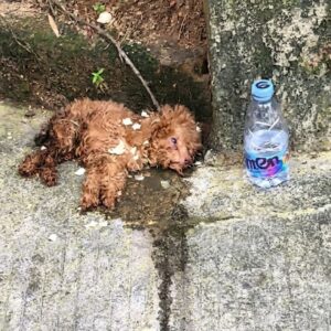 Little Lamb's Triumph: From Trash to Thriving Family Member