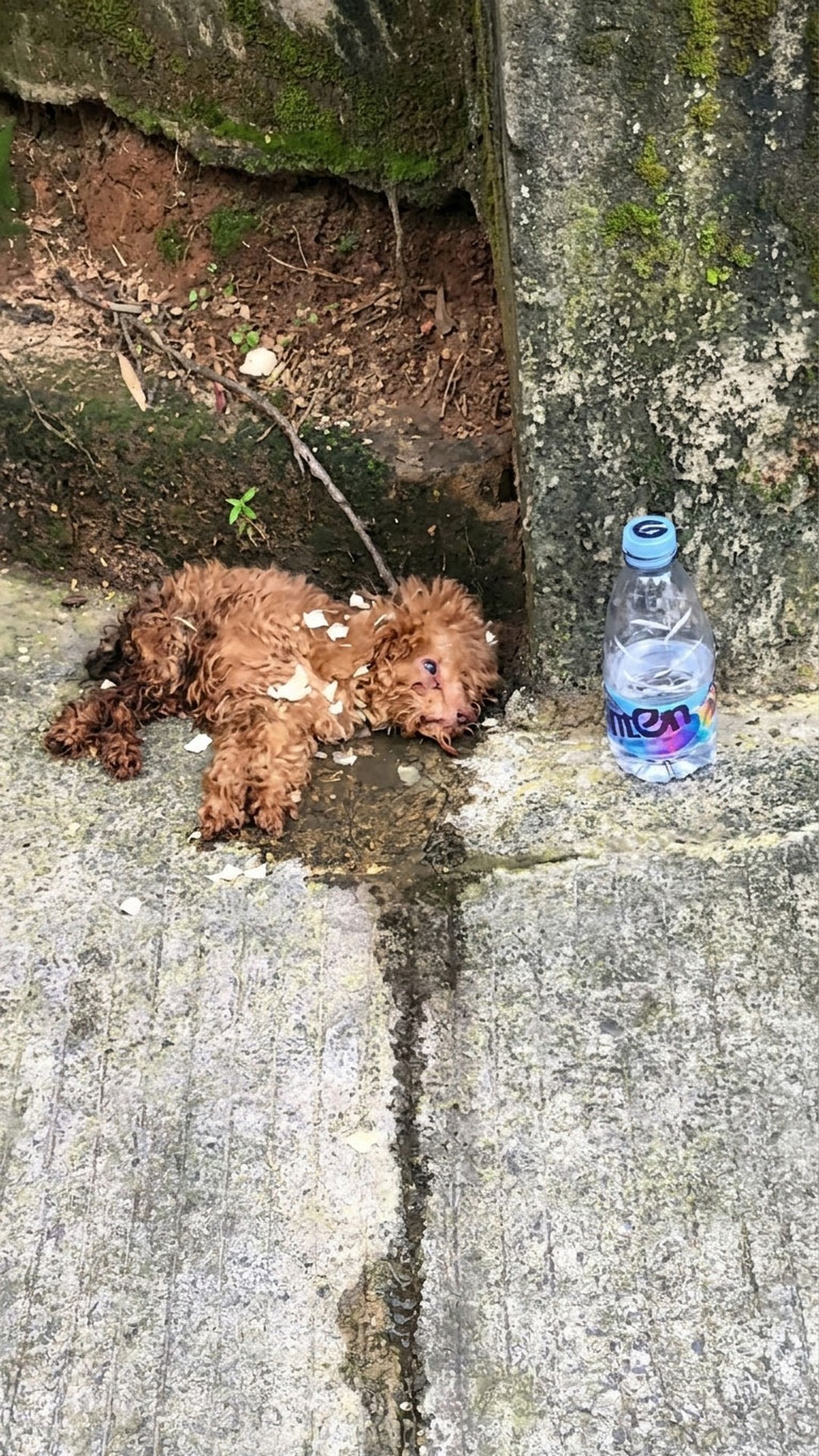 Little Lamb's Triumph: From Trash to Thriving Family Member