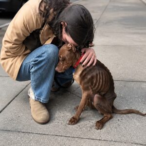 Whimsy Gains 6 Pounds in Two Weeks as She Learns to Trust Again