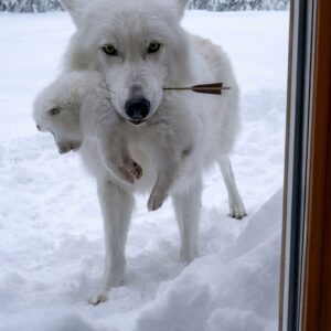 From Rescue to Release: A Wolf Pup's Journey in 12 Weeks