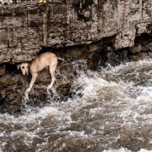 Rescue from the River: A Dog's Narrow Escape from Drowning