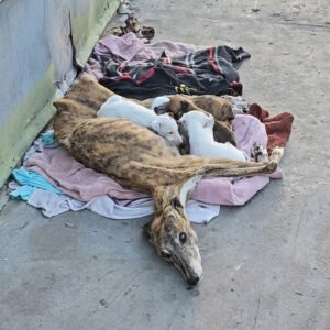 Rescue of a Mother Dog and Her Seven Puppies from Abandonment