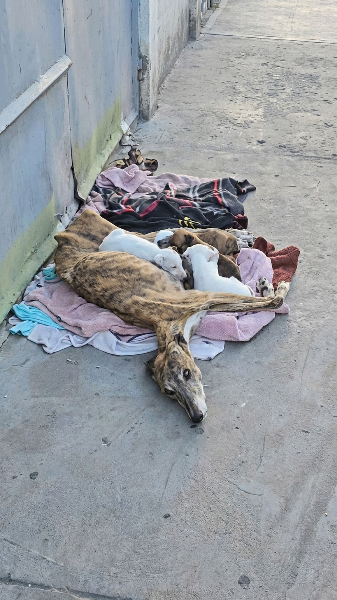Rescue of a Mother Dog and Her Seven Puppies from Abandonment
