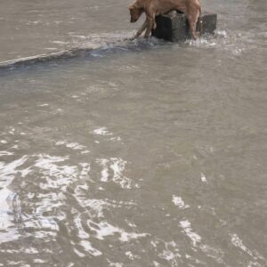 Stranded Brown Dog Leaps from Concrete Wall into Floodwaters for Survival