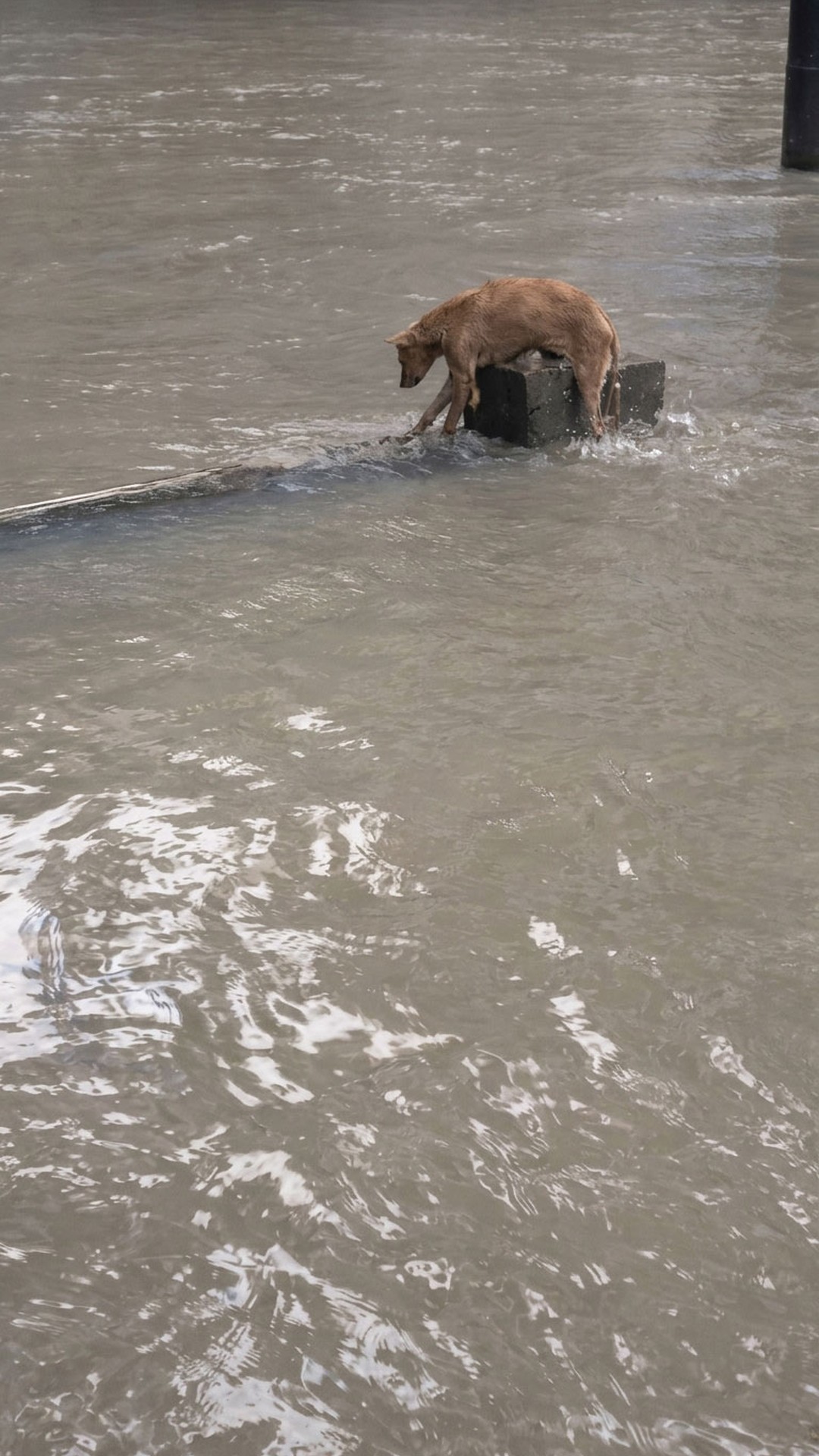Stranded Brown Dog Leaps from Concrete Wall into Floodwaters for Survival