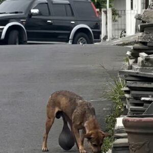 Puspita's Remarkable Journey: Rescuers Save Dog with a Massive Leg Tumor