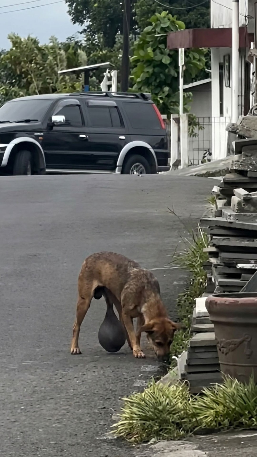 Puspita's Remarkable Journey: Rescuers Save Dog with a Massive Leg Tumor