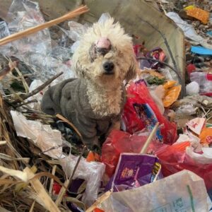 Veterinary Team Prepares for Surgery on Dog with Large Tumor