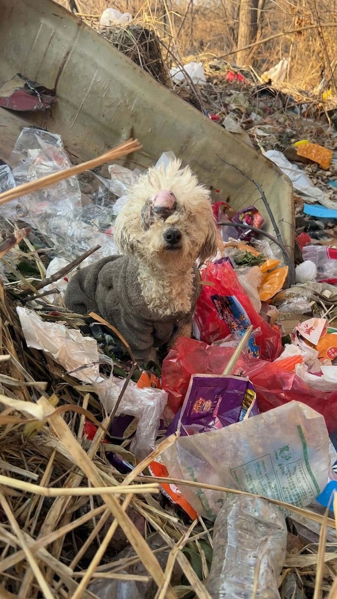 Veterinary Team Prepares for Surgery on Dog with Large Tumor