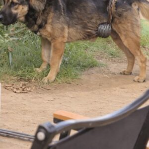 Kaiser Finds Relief as a Steel Wire is Removed from His Body
