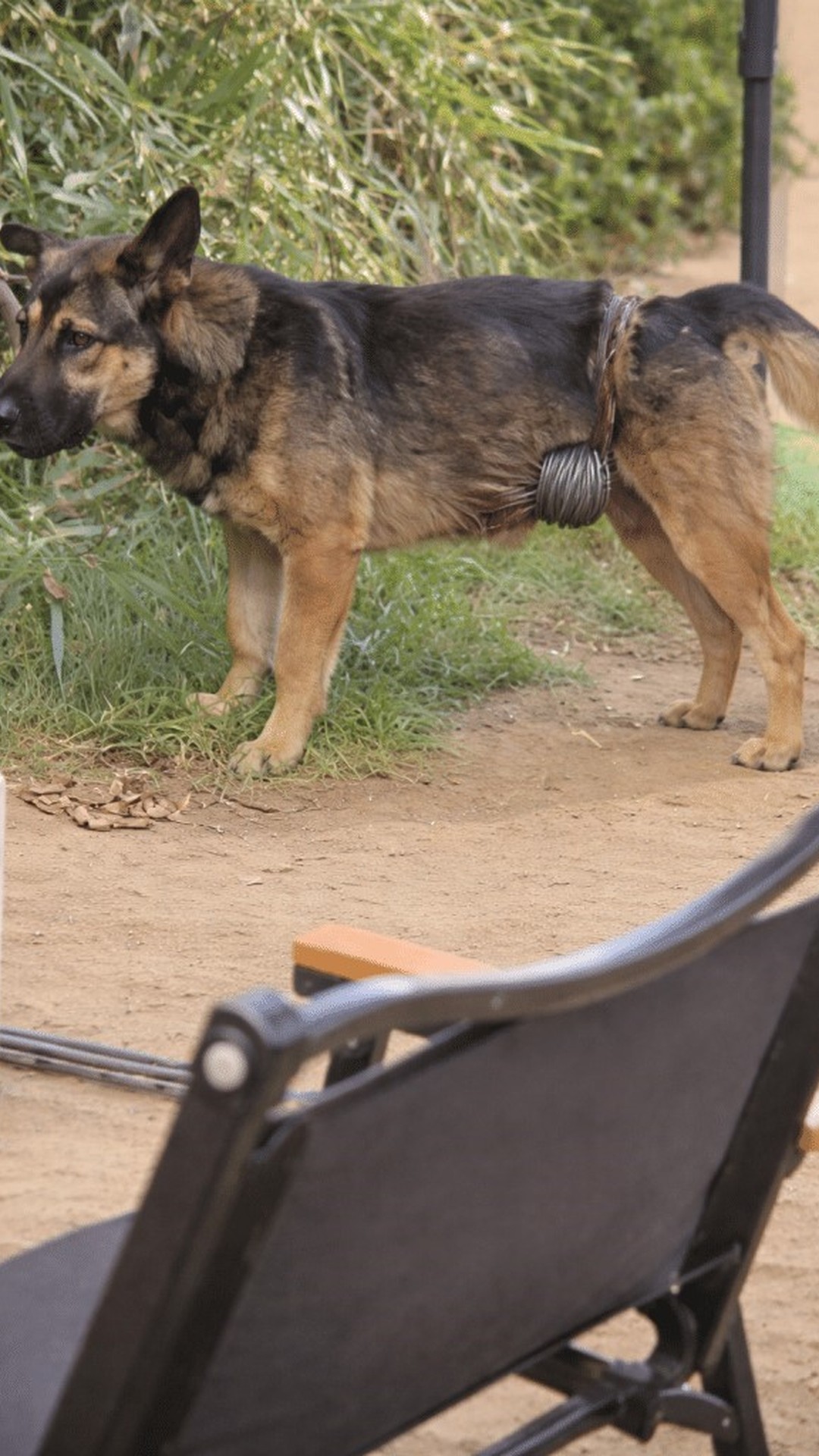 Kaiser Finds Relief as a Steel Wire is Removed from His Body